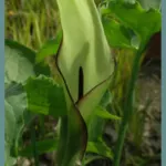 Arum hygrophilum
