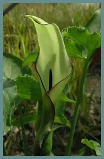 Arum hygrophilum