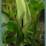 Arum hygrophilum