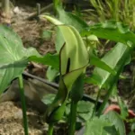 Arum hygrophilum — Arum