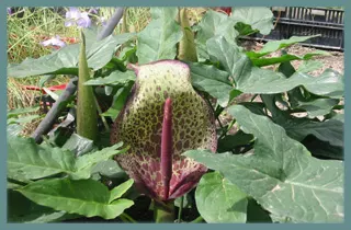 Arum dioscoridis var cyprium