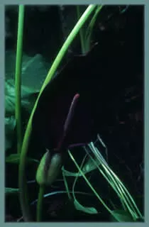 Arum nigrum