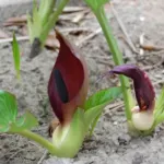 Arum pictum
