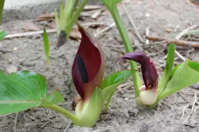 Arum pictum