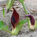 Arum pictum