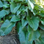 Arum pictum — Arum