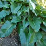Arum pictum — photo 2