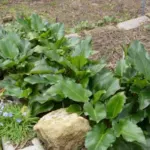 Arum pictum — pictum