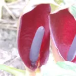 Arum pictum — photo 4
