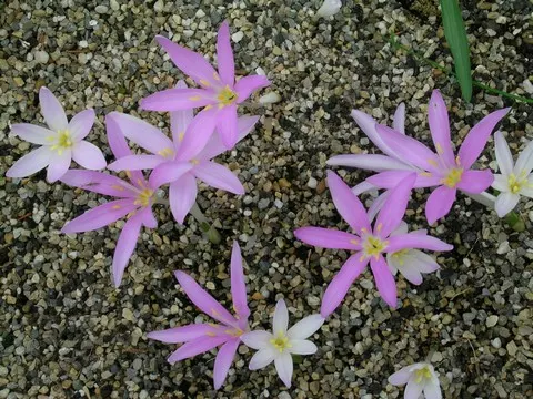 Colchicum baytopiorum