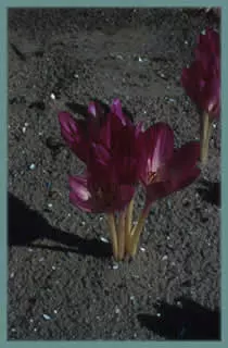 Colchicum bivonae ‘Glory of Heemstede’