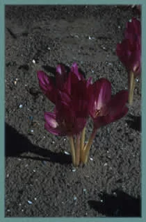 Colchicum bivonae &lsquo;Glory of Heemstede&rsquo;