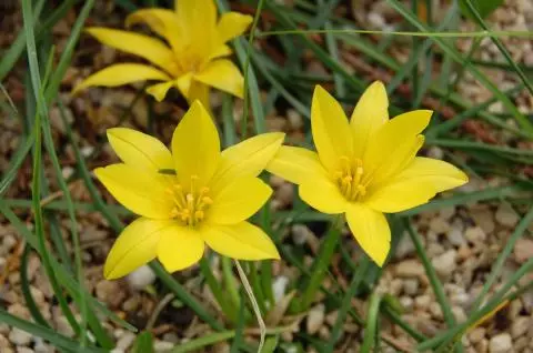 Nothoscordum voir Ipheion dialystemon