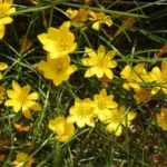 Nothoscordum voir Ipheion dialystemon — photo 2