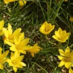 Nothoscordum voir Ipheion dialystemon — photo 3