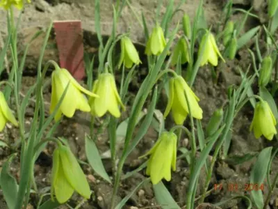 Fritillaria carica carica
