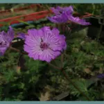 Geranium macrostylum