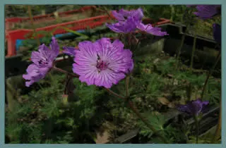 Geranium macrostylum