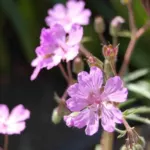 Geranium macrostylum — Geranium
