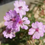 Geranium macrostylum — macrostylum