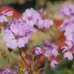 Geranium macrostylum — photo 4