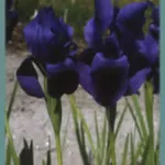 Iris hoogiana ‘f. purpurea