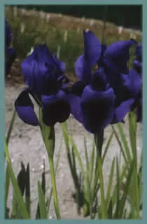 Iris hoogiana ‘f. purpurea