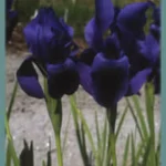 Iris hoogiana &lsquo;f. purpurea