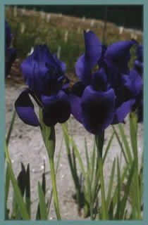 Iris hoogiana &lsquo;f. purpurea