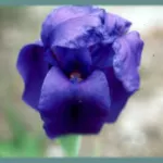 Iris hoogiana ‘f. purpurea — Iris