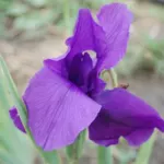 Iris hoogiana ‘f. purpurea — hoogiana