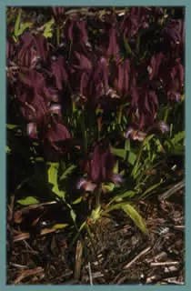 Iris suavolens