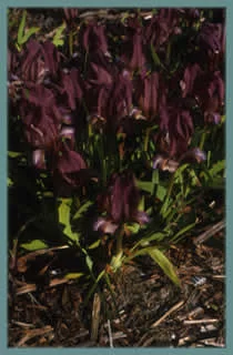Iris suavolens