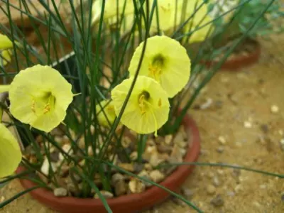 Narcissus romieuxii romieuxii