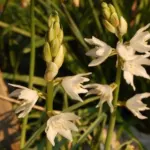 Ornithogalum reversonii