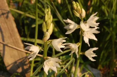 Ornithogalum reversonii