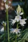 Ornithogalum reversonii — Ornithogalum