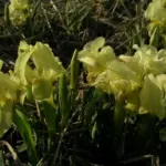 Iris lutescens forme jaune