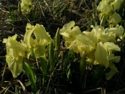 Iris lutescens forme jaune