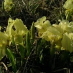 Iris lutescens forme jaune