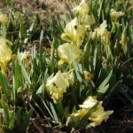 Iris lutescens forme jaune — Iris