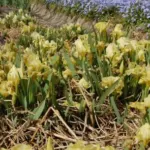 Iris lutescens forme jaune — lutescens