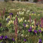 Iris lutescens forme jaune — Iris chameiris