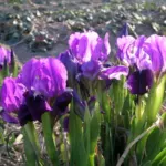Iris lutescens forme bleu