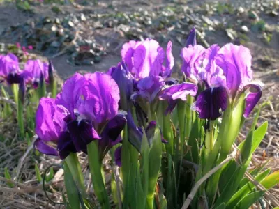 Iris lutescens forme bleu