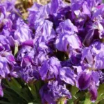 Iris lutescens forme bleu — iris