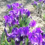Iris lutescens forme bleu — lutescens