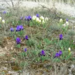 Iris lutescens forme bleu — photo 4