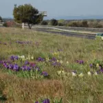 Iris lutescens forme bleu — photo 5