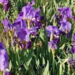 Iris lutescens forme bleu — photo 6